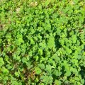 Quick growing and fast spreading, burr clover must be removed completely as it will re-generate from any stems left behind. Burr clover