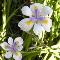 Dietes grandiflora - the Dietes with large flowers. Dietes grandiflora