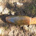 The tip is covered with a spore-bearing paste called 'gleba'. Mutinus caninus