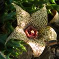 Orbea verrucosa Orbea verrucosa