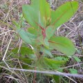 Plant seedlings into the ground when young so that root development is not compromised. Protea seedling