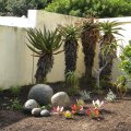 The use of chipped bark in this developing succulent garden provides a sense of unity while preventing weeds, feeding the soil and conserving moisture. Succulent garden