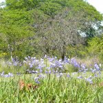Agapanthus africana Nana Dec 2010