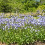 Agapanthus africana Nana Dec 2011