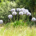 Agapanthus full sun