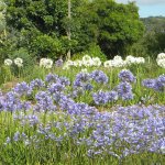 Agapanthus mass