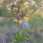 Agapanthus veld