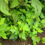 Celery leaf  shade