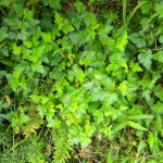 Celery leaf  after gd rain