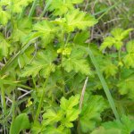 Celery leaf  flower