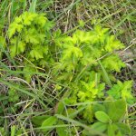 Celery leaf form