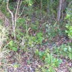 Celery leaf habitat