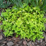 Celery leaf  sun