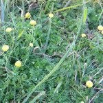 Cenia sericea