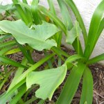 Hawk moth damage