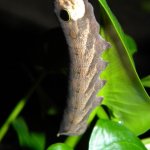  Hawk moth adult larva