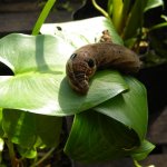 Hawk moth eyes