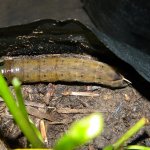Hawk moth mature