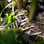 Hawk moth nest