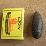 Hawk moth pupa case.