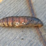 Hawk moth pupa