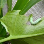 Hawk moth young