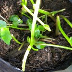 Hawk moth adult larva 2