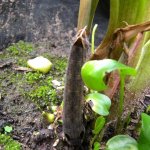 Hawk moth camouflage 2