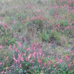 Indigofera heterophylla, Coral flower