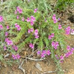 Jamesbrittenia flogiflora