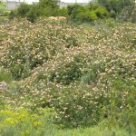 Lantana camera form