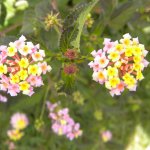 Lantana camera flower