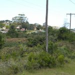 Lantana camera invasion