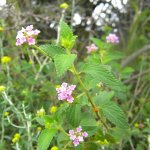 Lantana rugosa flower