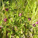 Lantana rugosa fruit