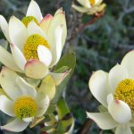Leucodendron spissifolium