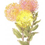 Leucospermum cordifolium