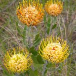 Leucospermum cuneiforme