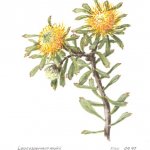 Leucospermum muirii