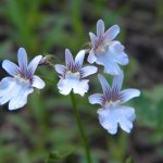 Nemesia var.