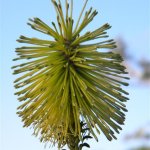 Paranomus reflexus