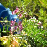 Pea flower Kwandwe