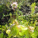 Pea flower Kwandwe