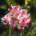 Pea flower Kwandwe