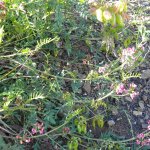 Pea flower Kwandwe