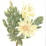 Protea aurea