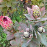Protea eximia