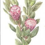 Protea lacticolor