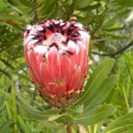 Protea neriifolia