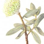 Protea nitido